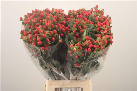 <h4>Hyp Mag Triumph</h4>