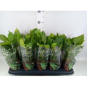 Coffea arabica