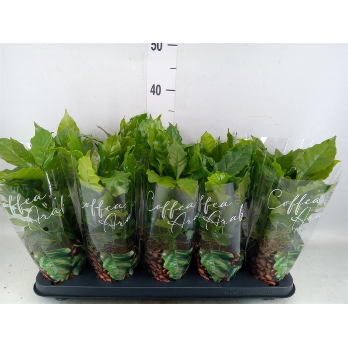<h4>Coffea arabica</h4>