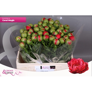 Paeonia Coral Magic
