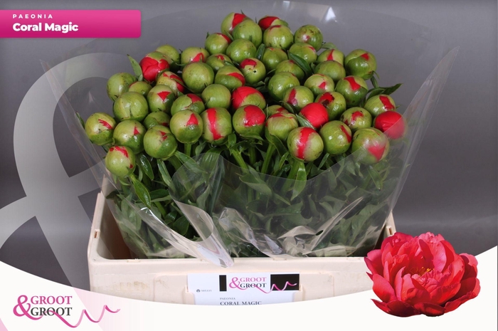 <h4>Paeonia Coral Magic</h4>