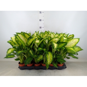 Dieffenbachia  'Camilla'