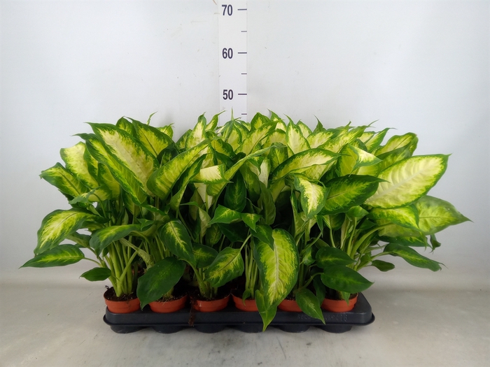 <h4>Dieffenbachia  'Camilla'</h4>