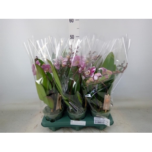 Phalaenopsis   ...red