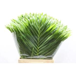 Areca Ivoorkust