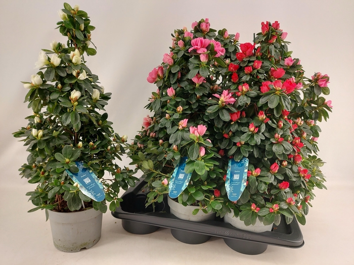 <h4>RHODO SI VOGEL GEM</h4>