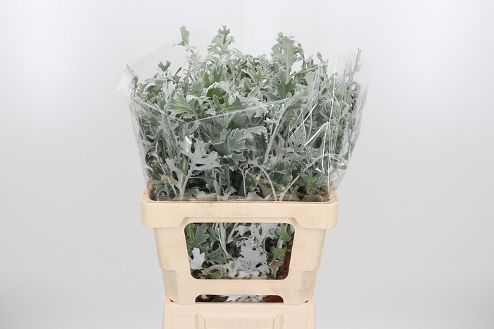 <h4>Senecio Maritima</h4>