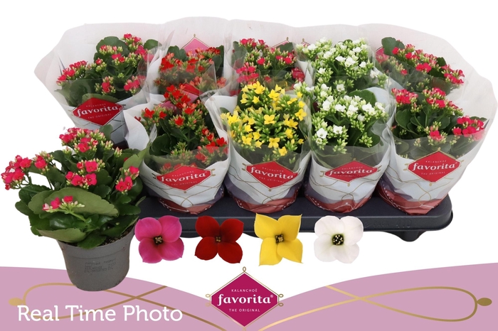 <h4>KAL EN GEM 4 KL</h4>