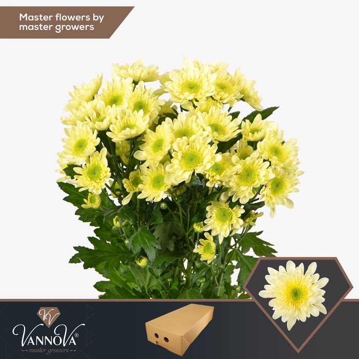 <h4>Chr T Radost Cream</h4>