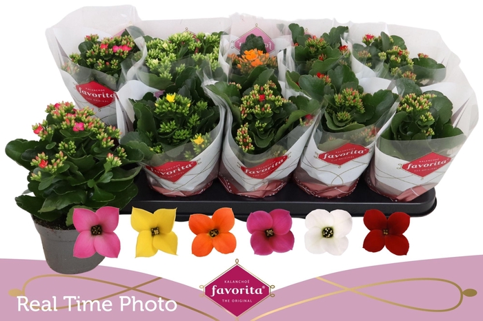 <h4>KAL EN GEM 6 KL</h4>