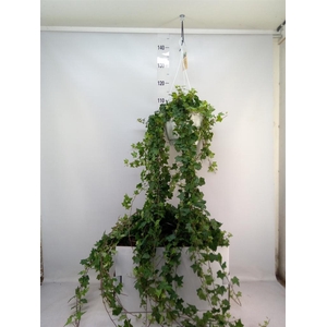 Hedera helix 'Pittsburgh'