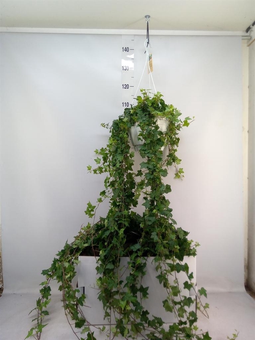 <h4>Hedera helix 'Pittsburgh'</h4>