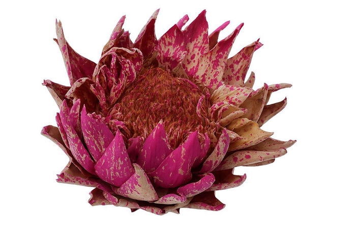 Dried Artz Cynara Heads Rafael