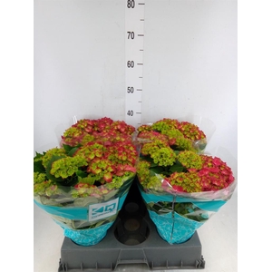 Hydrangea mac. 'Hi Fire'