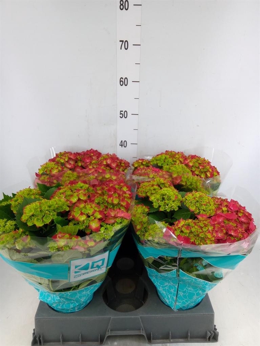 <h4>Hydrangea mac. 'Hi Fire'</h4>