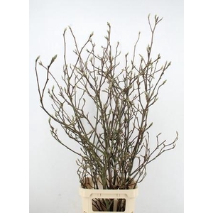 MAGNOLIA GRANDIFLORA X7