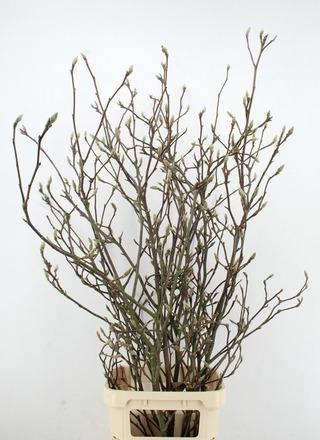 MAGNOLIA GRANDIFLORA X7 GRILLIG