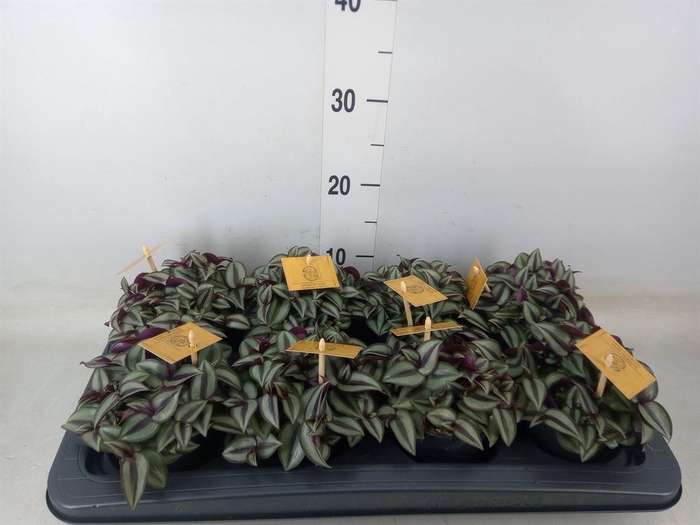 <h4>Tradescantia zebr. 'Purpusii'</h4>