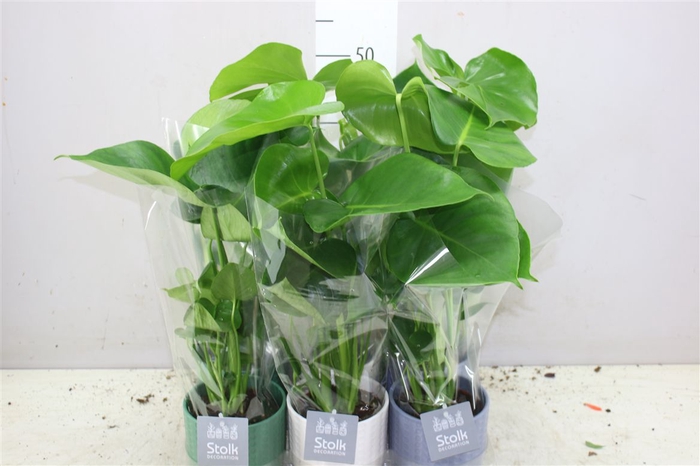 <h4>Monstera Deliciosa Expression Keramiek</h4>