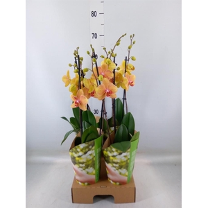Phalaenopsis   ...orange