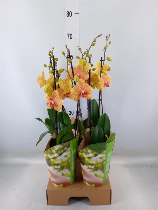 <h4>Phalaenopsis   ...orange</h4>