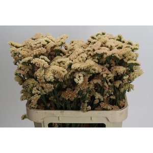 Limonium sinuatum Honey Apricot