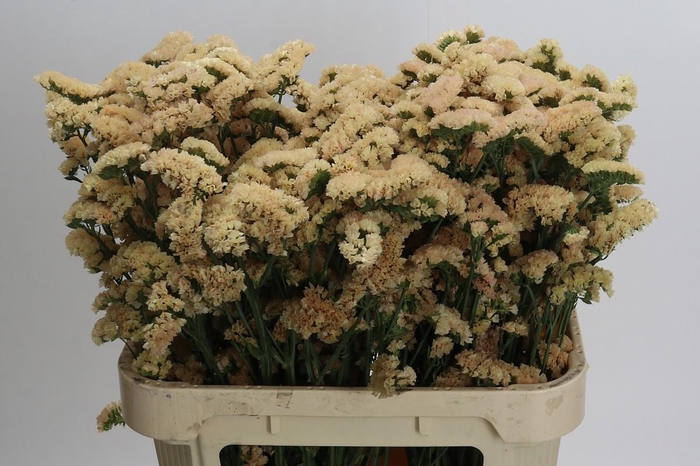 <h4>Limonium sinuatum Honey Apricot</h4>