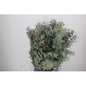 Mimosa Baleana P Bunch