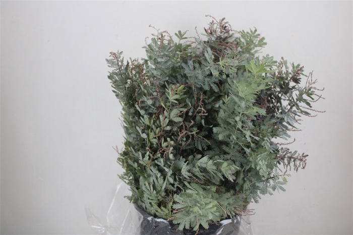 <h4>Mimosa Baleana P Bunch</h4>