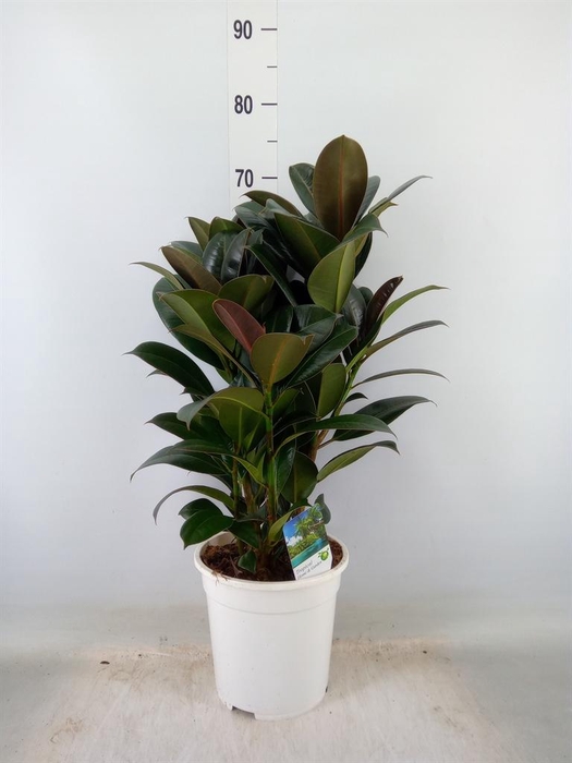 <h4>Ficus   ...</h4>