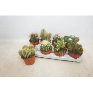 CACTUS GEM