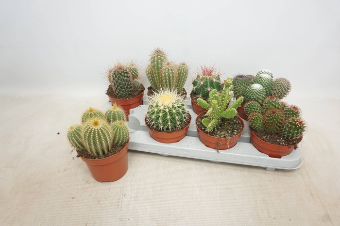 <h4>CACTUS GEM</h4>