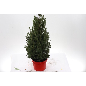 Zz Picea Gl Conica