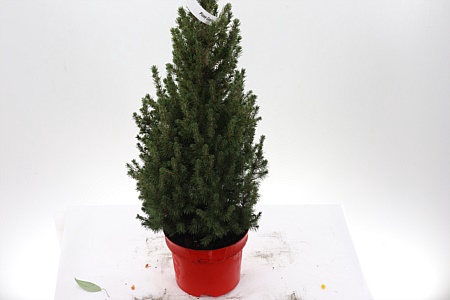 <h4>Zz Picea Gl Conica</h4>