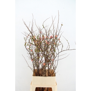 CHAENOMELES JAPONICA PINK 100CM