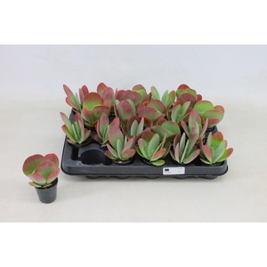Kalanchoe Thyrsifl
