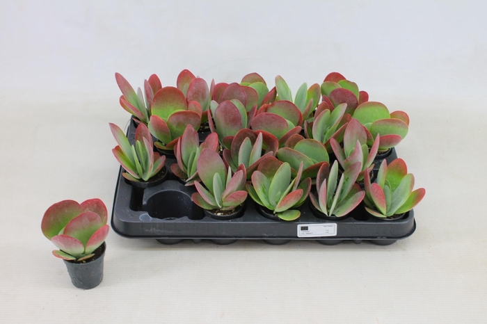 <h4>Kalanchoe Thyrsifl</h4>