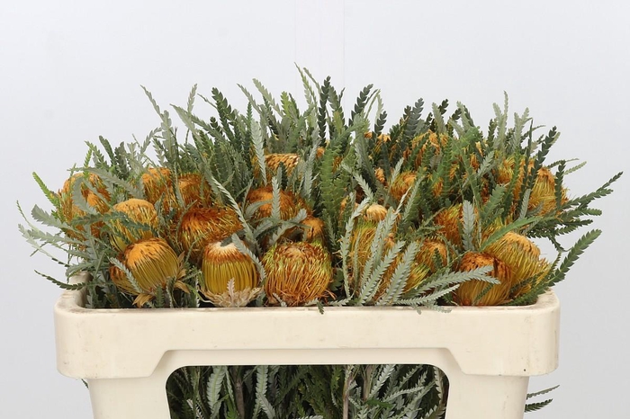 <h4>Banksia Dryandra</h4>