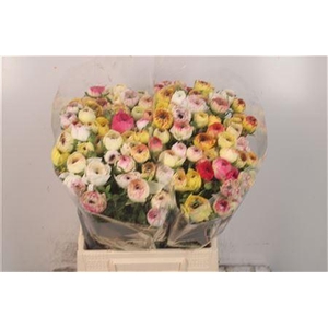 Ran El Yellow Stripe