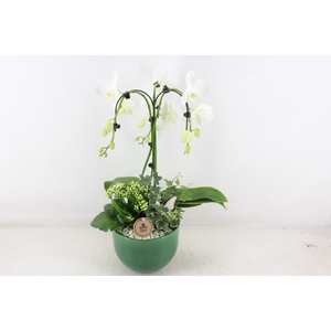 arr2 PL - Ker. Lynn groen phal. wit