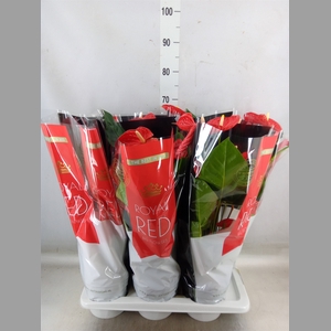Anthurium andr. 'Madural'