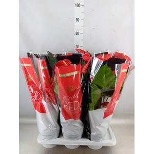 Anthurium andr. 'Madural'