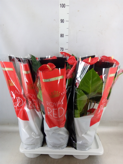 <h4>Anthurium andr. 'Madural'</h4>