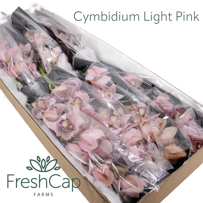 <h4>Cymbidium Light Pink 12-15 Flowers</h4>