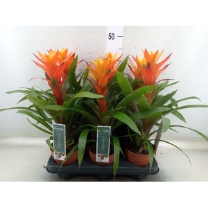 Guzmania  'Variada'