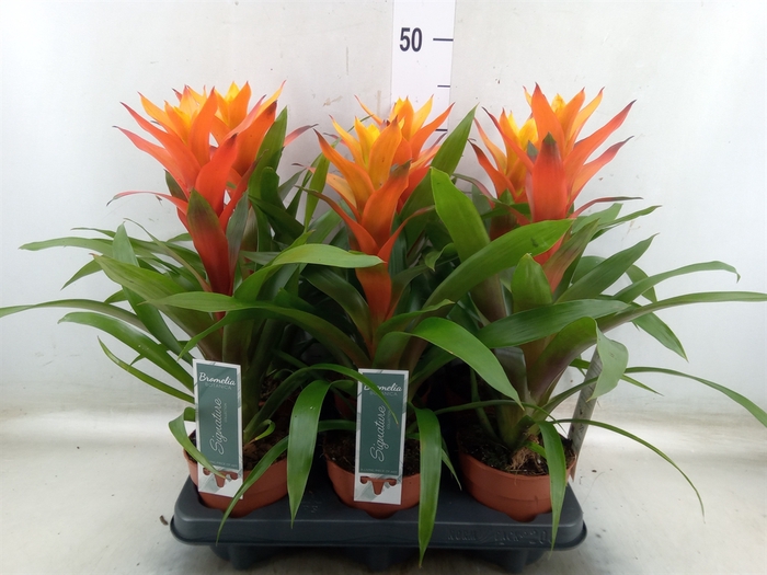 <h4>Guzmania  'Variada'</h4>
