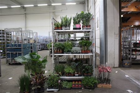 <h4>** Aanb* Plant Mix 204 Stk Pm 5-17</h4>
