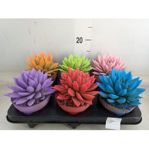 Echeveria  'Miranda'