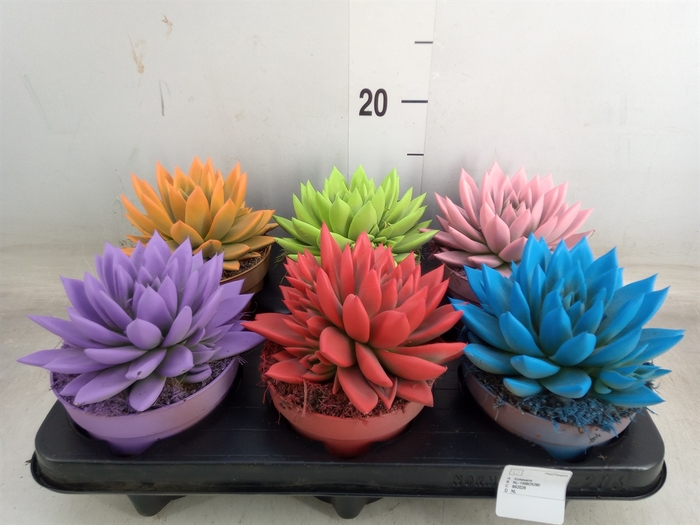 <h4>Echeveria  'Miranda'</h4>