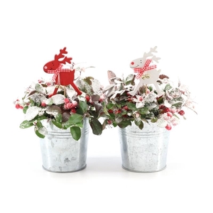 Gaultheria pr. 'Big Berry'® P10 in Zinc Old-Look + Reindeer + Snow